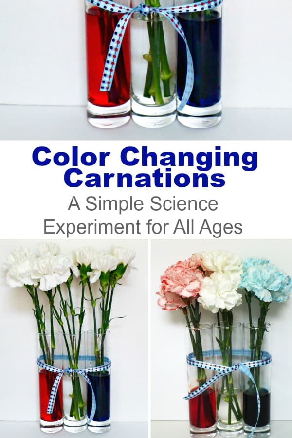 Set up this simple science, color changing carnations and watch your kid's eyes widen! With only a few supplies, you can start this experiment today. #science #scienceforkids #experimentsforkids #flowerexperiments #nature #colortheory #carnations #simplescience #rufflesandrainboots