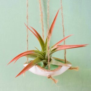 air plant hanger