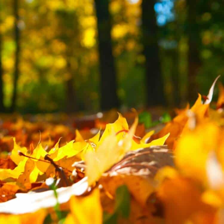 brightly colored leaves on the ground in a fall forest