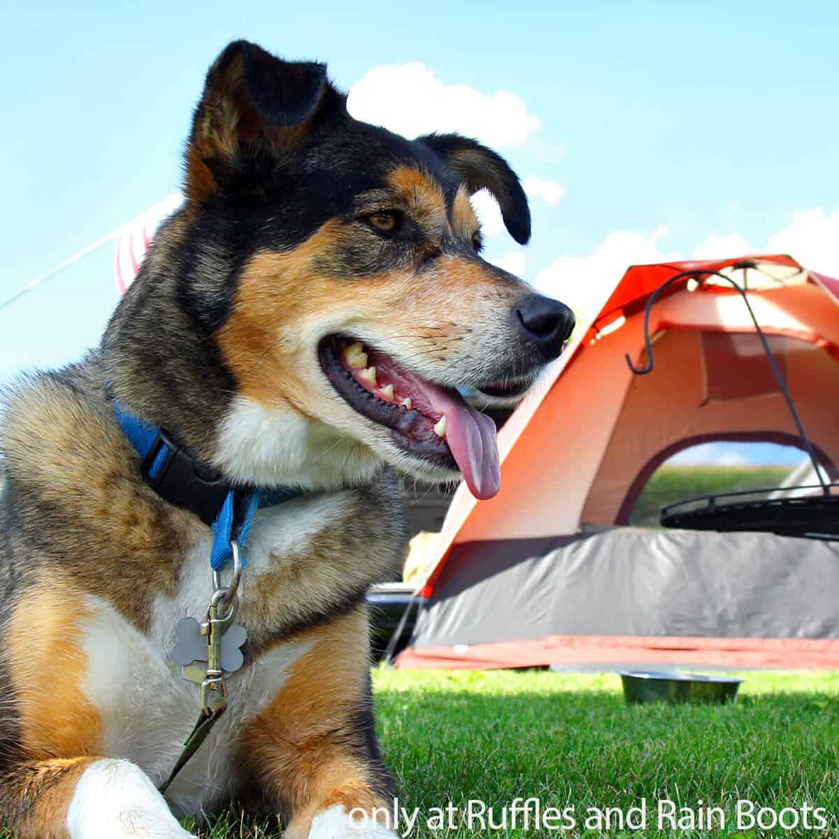 tips for camping with your dog