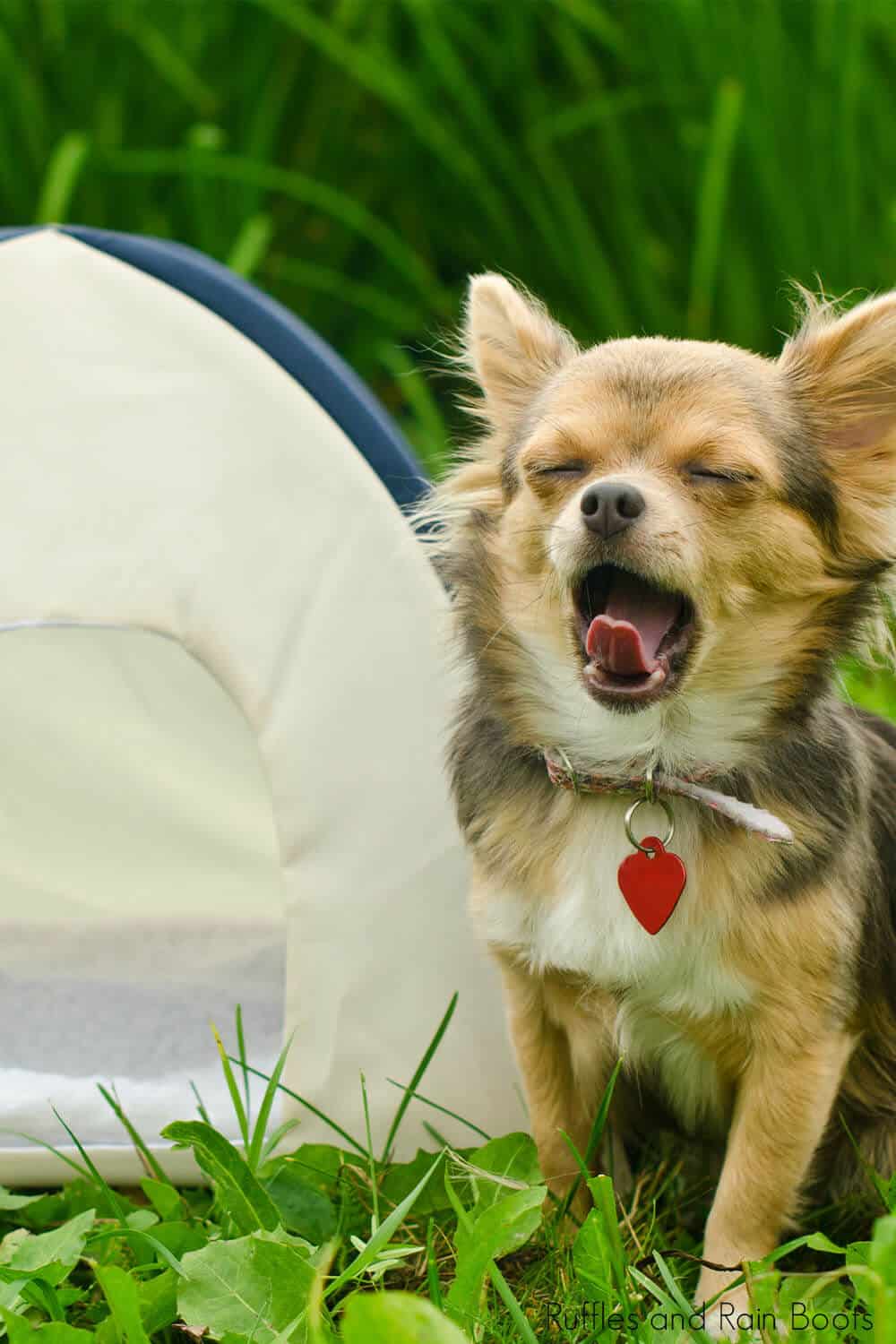 tips for camping with your pet