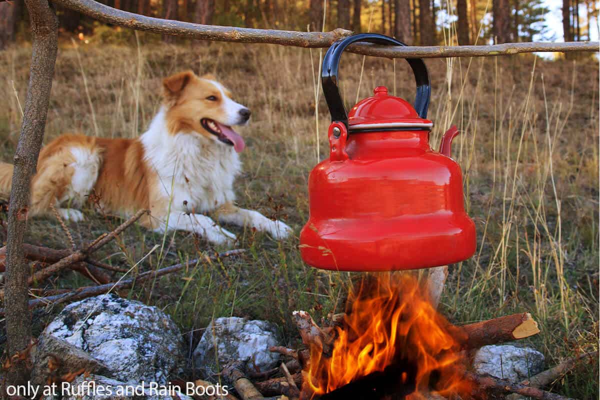 tips for first time dog camping trip