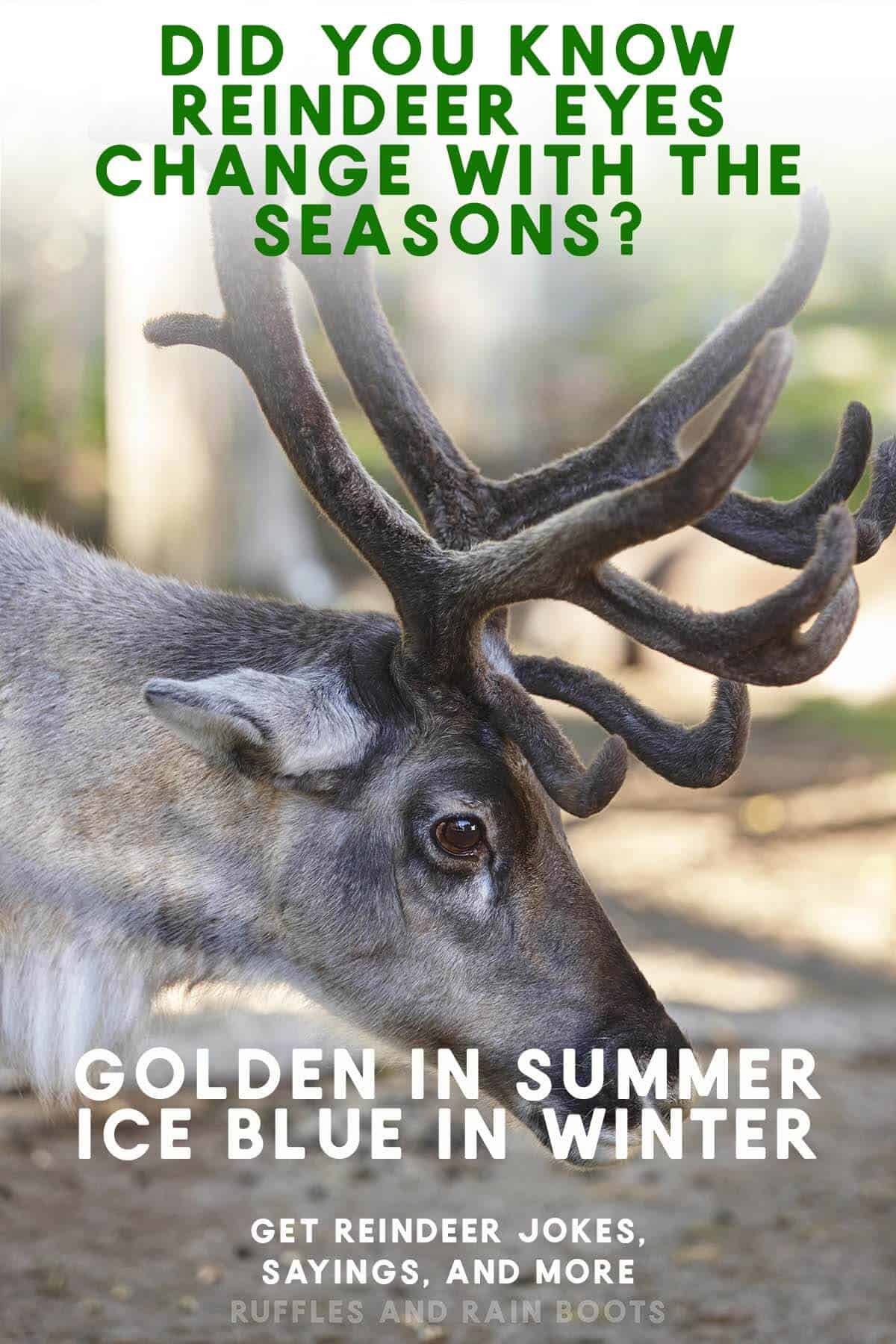 Vertical image of a reindeer with fuzzy antlers and a reindeer fact with text which reads get reindeer jokes, sayings, and more.