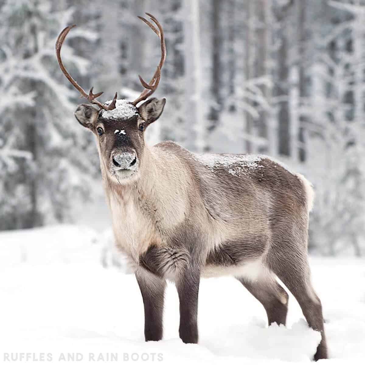 Square image of a majestic reindeer in a snowy forest.