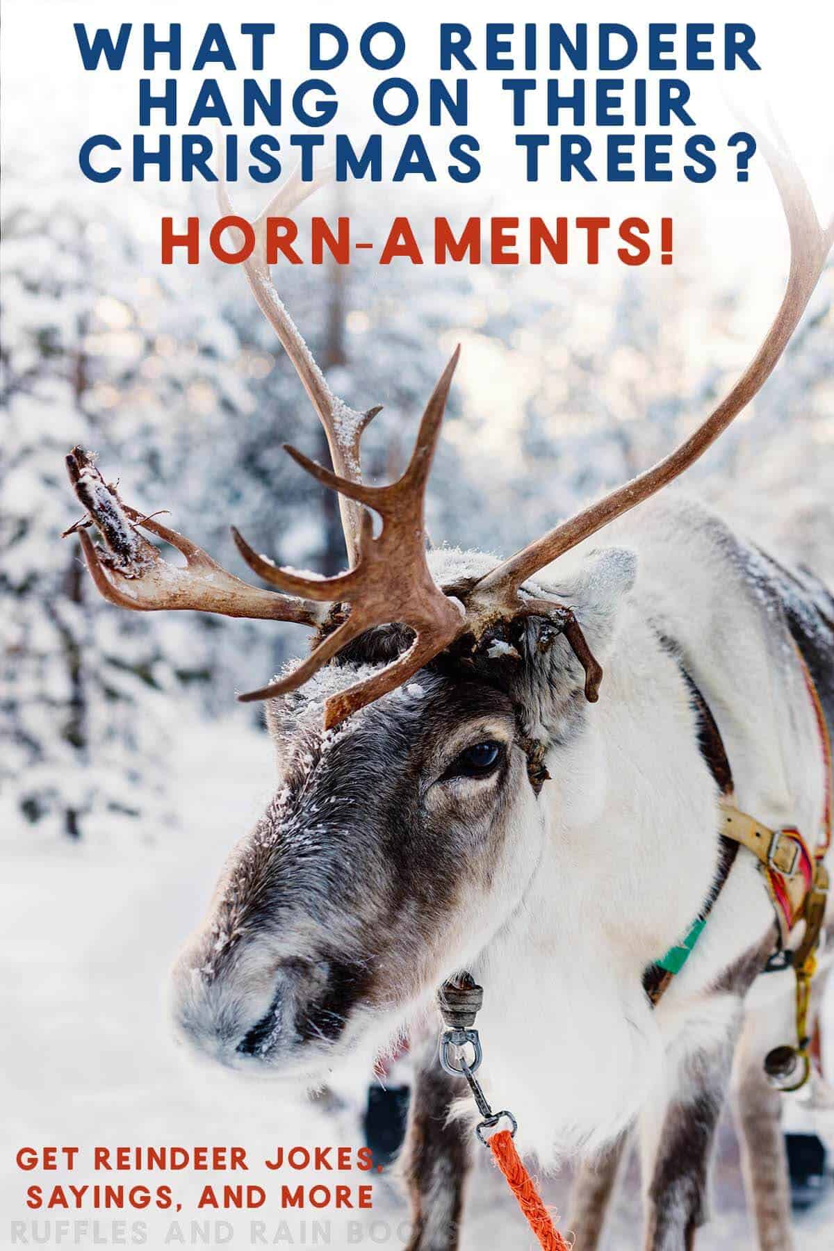 A reindeer with sleigh bells on in a winter scene with a reindeer joke and text which reads get reindeer jokes, sayings, and more.