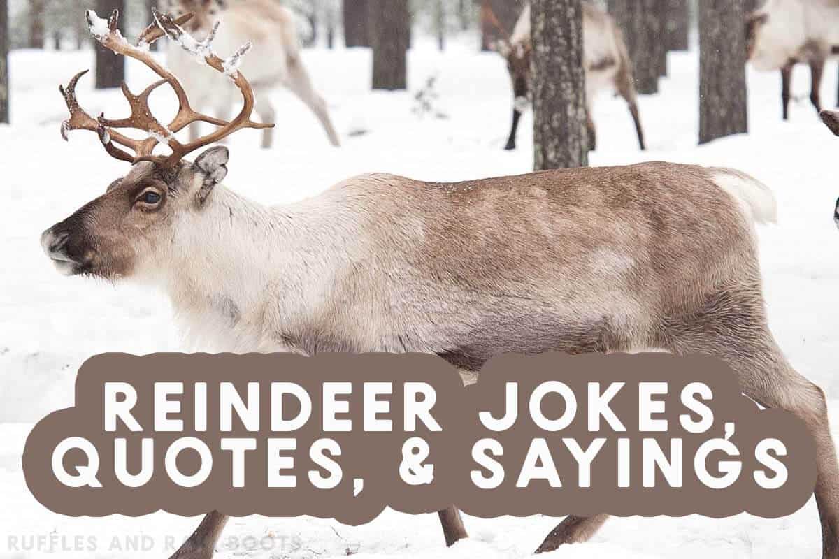 Horizontal close up image of a herd of reindeer in a winter forest and text which reads reindeer jokes, quotes, sayings, and more.
