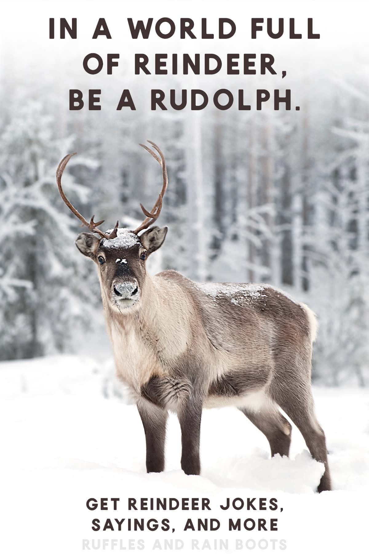 Beautiful reindeer in a winter forest with a Christmas reindeer saying and text which reads get reindeer jokes, sayings, and more.