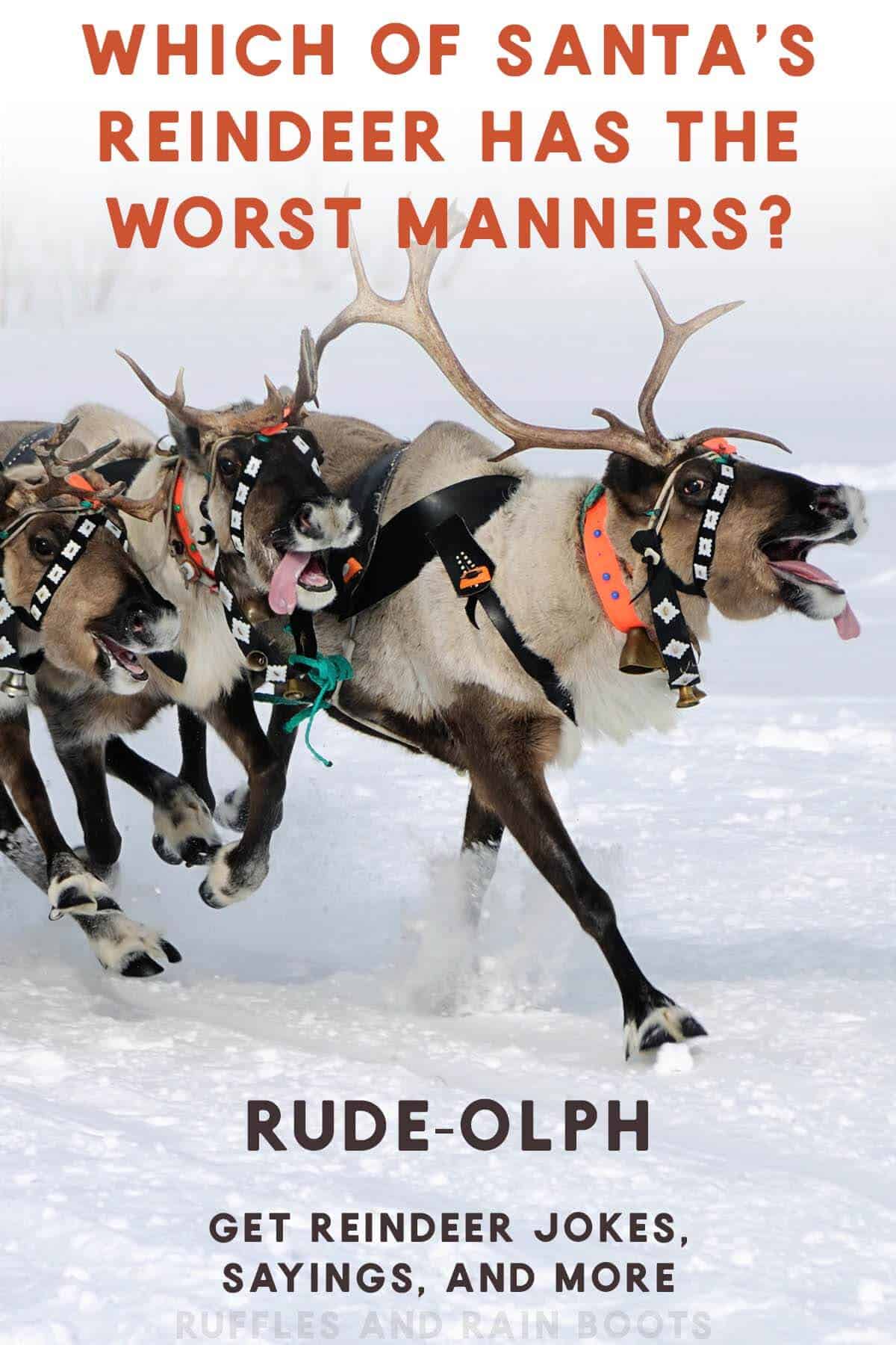 Vertical image of laughing reindeer in the snow with a reindeer joke and text which reads get reindeer jokes, sayings, and more.