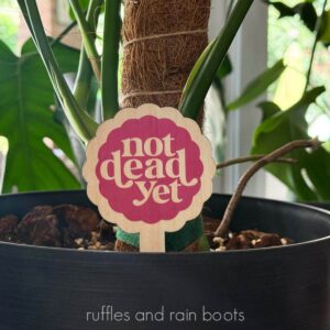 Close up, square image of a funny, printed plant stake which reads not dead yet placed in a black plant pot with a monstera deliciosa.