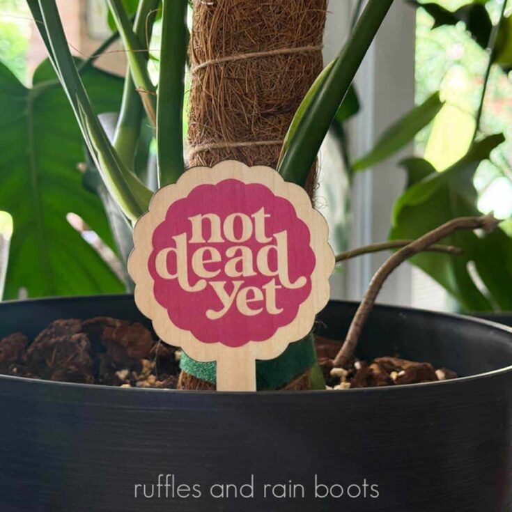Close up, square image of a funny, printed plant stake which reads not dead yet placed in a black plant pot with a monstera deliciosa.