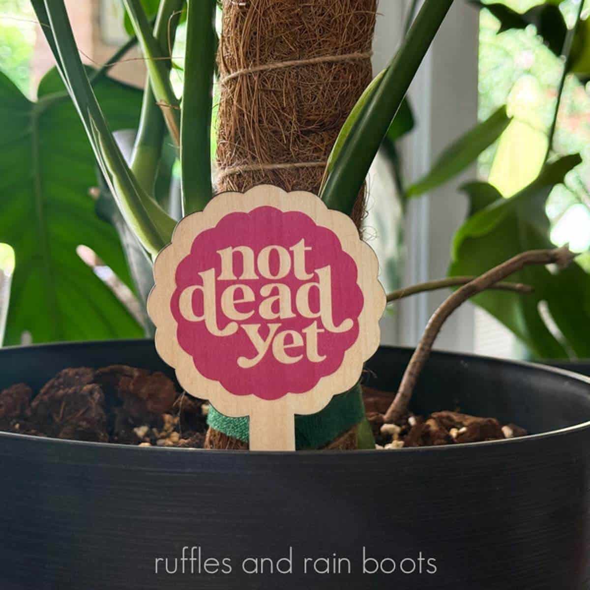Close up, square image of a funny, printed plant stake which reads not dead yet placed in a black plant pot with a monstera deliciosa.