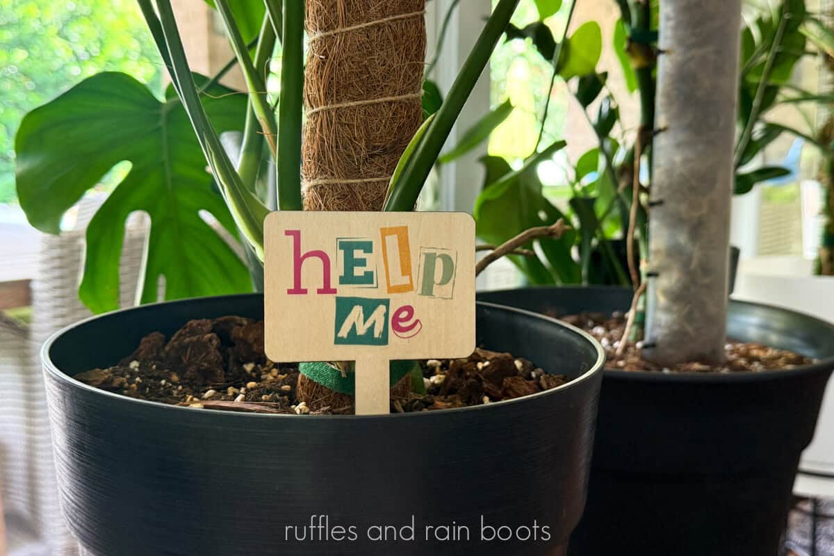 Horizontal image of a colorful funny plant stake in a black plant pot with a monstera which reads help me in a ransom note style.